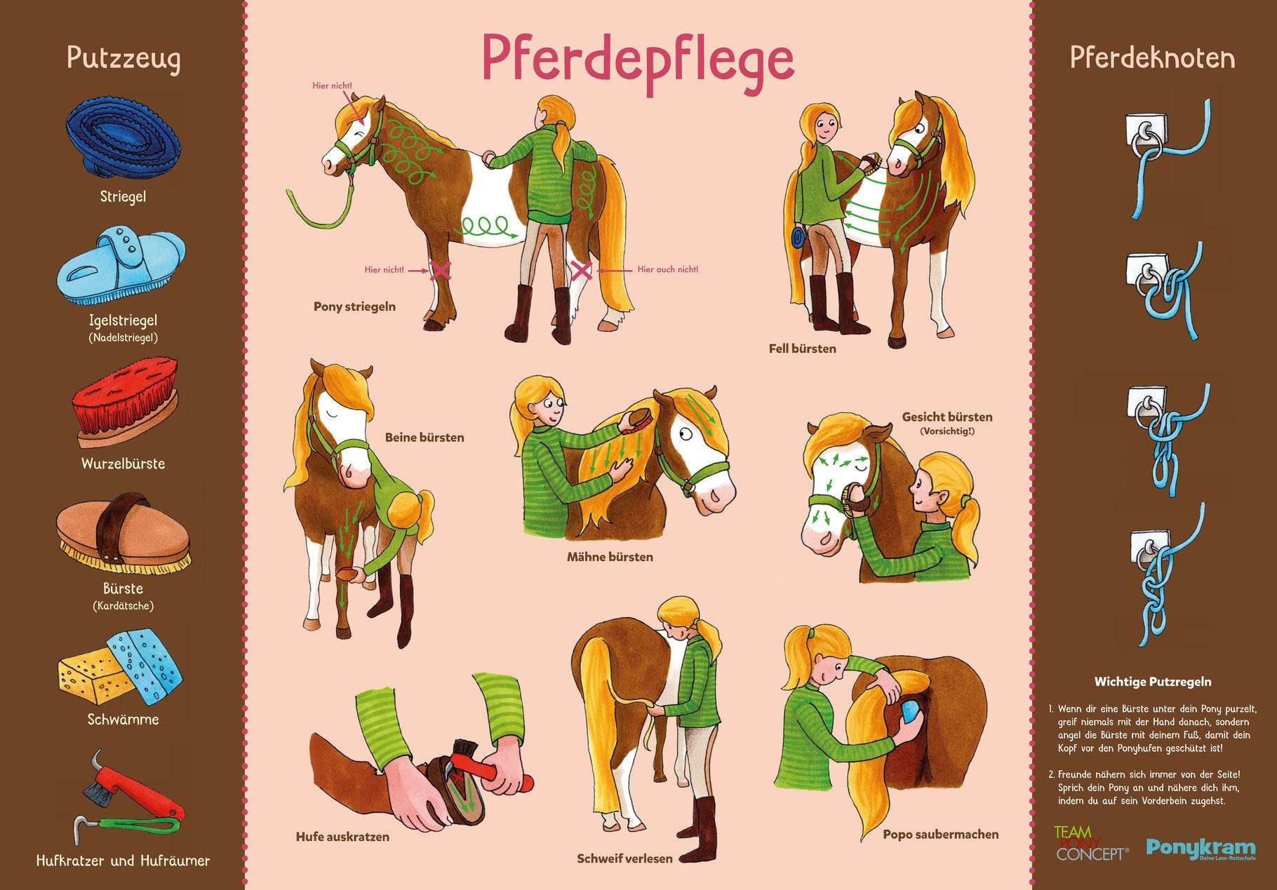 Lehrposter / Pferdepflege - Hippolini-Verlag