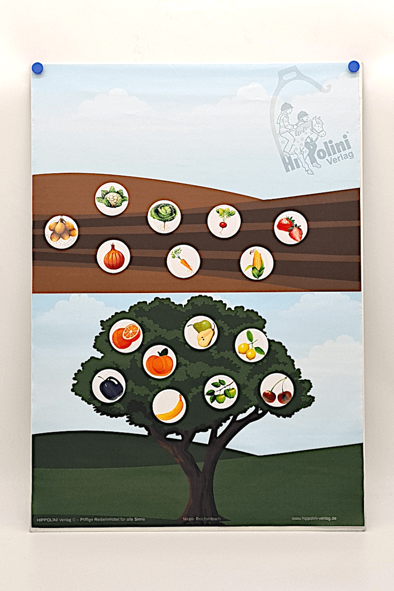 AKTION Magnetspiel „Wo wächst was?“ (Miniclub Spiel) MIT Indoor Poster GRATIS - Hippolini-Verlag