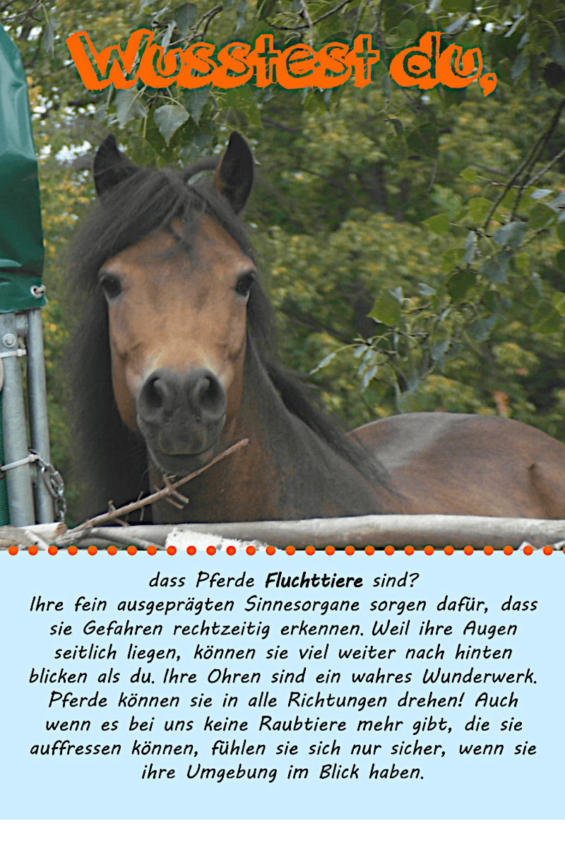 Wusstest du das? - Hippolini-Verlag