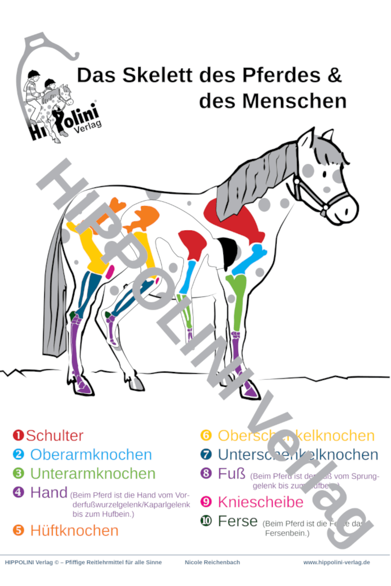 Lehrplakat “Das Skelett des Pferdes & des Menschen” - Hippolini-Verlag