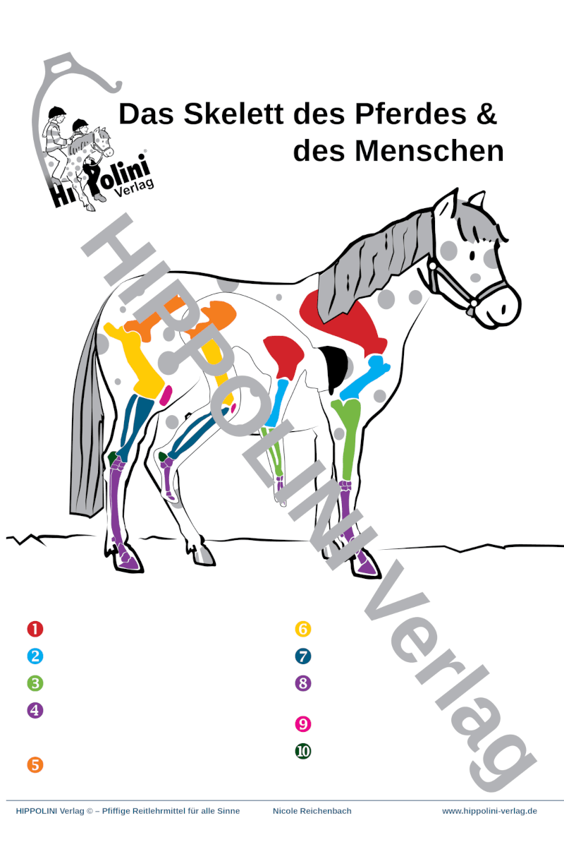 Lehrplakat “Das Skelett des Pferdes & des Menschen” - Hippolini-Verlag